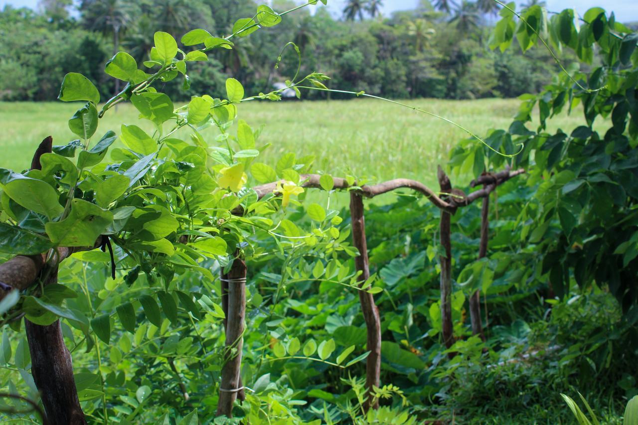 Paddy Field View Resort Mirissa Exterior photo
